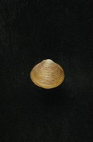 藏品(臺灣蜆)的圖片